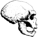 http://www.paleoanthro.org/static/home/skull_grey150.jpg